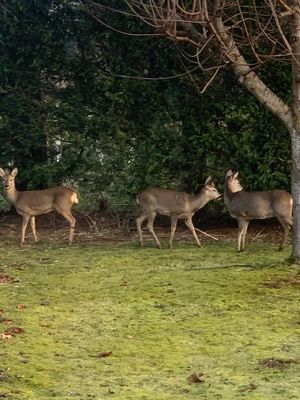 Deer in the garden- click for photo gallery